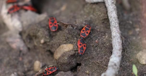 Firebugs Insects Pyrrhocoris Apterus Ground Springtime Wild Nature Beetles Red — Stock video