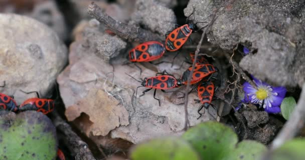 Kundakçı Böcekler Pyrrhocoris Apterus Yerde Vahşi Doğada Ilkbahar Kırmızı Benekli — Stok video
