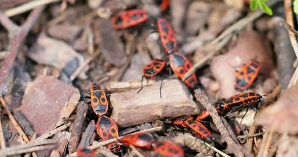 Комахи Пожежники Pyrrhocoris Apterus Землі Період Дикій Природі Жуки Червоною — стокове відео