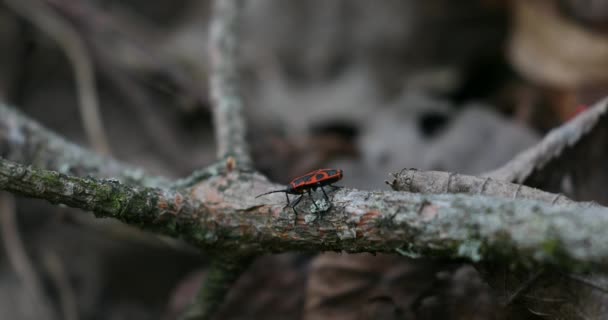 火虫昆虫地面にPyrrocoris Apterus 野生の自然の中で春 赤い斑点のあるビートルズ 美しい野生の自然 — ストック動画