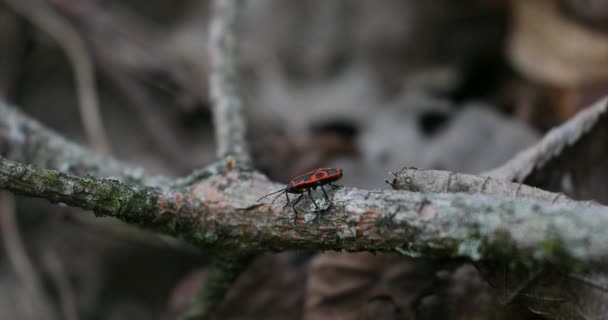 Firebugs Insects Pyrrhocoris Apterus Ground Springtime Wild Nature Beetles Red — Vídeo de Stock