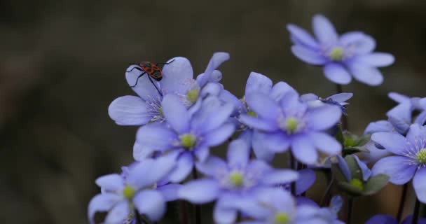 ヨモギの開花 Blue Hepatica野生の自然界で花やヨーロッパの虫 春の時間だ 肝機能障害 美しい自然風景 — ストック動画