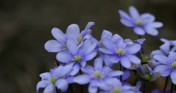 Liverwort Blooming Blue Hepatica Flower European Firebug Wild Nature Inglés — Vídeos de Stock