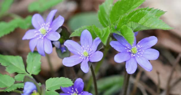 Blooming Blue Hepatica Flower Wild Nature Spring Time Hepatica Nobilis — Vídeo de Stock