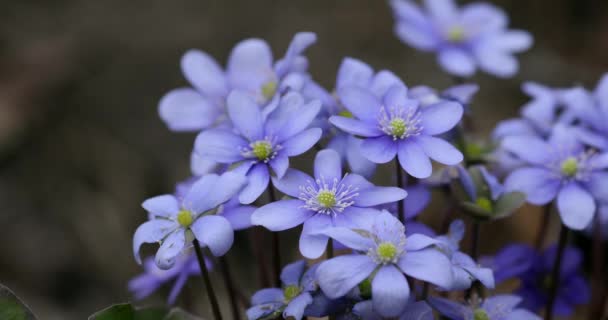 Blooming Blue Hepatica Flower Wild Nature Spring Time Hepatica Nobilis — Vídeo de Stock
