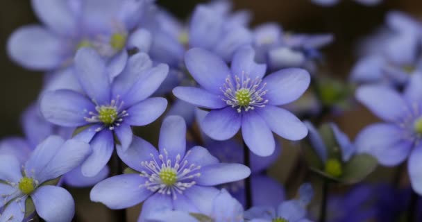 Flor Hepática Azul Floreciente Naturaleza Salvaje Primavera Hepatica Nobilis Hermosa — Vídeos de Stock