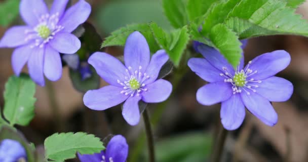 Blooming Blue Hepatica Flower Wild Nature Spring Time Hepatica Nobilis — Stockvideo