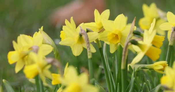 Wild Daffodil Narcissus Pseudonarcissus Springtime Yellow Flowers Growing Outdoors Public — Stock Video