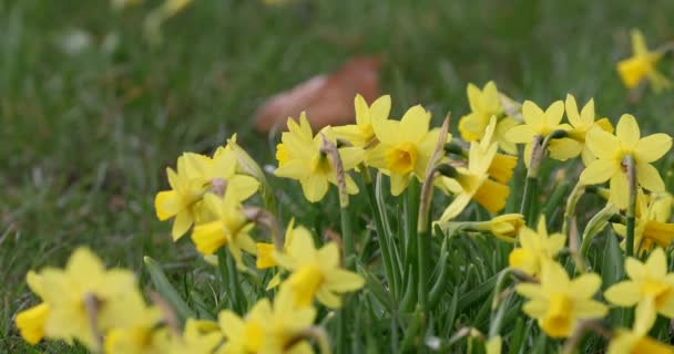 Wild Daffodil Narcissus Pseudonarcissus Springtime Yellow Flowers Growing Outdoors Public — Stock Video