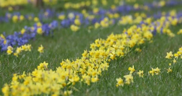 Wild Daffodil Narcissus Pseudonarcissus Springtime Yellow Flowers Growing Outdoors Public — Wideo stockowe