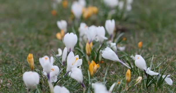 Crocus Flower Springtime Public Park Vilnius Lithuania Blooming Time — Stockvideo