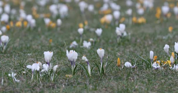 Crocus Flower Primavera Parque Público Vilna Lituania Tiempo Floración — Vídeos de Stock