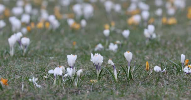 Crocus Flower Springtime Громадський Парк Вільнюсі Литва Яскравий Час — стокове відео