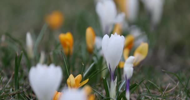 Crocus Flower Springtime Public Park Vilnius Lithuania Blooming Time — Wideo stockowe