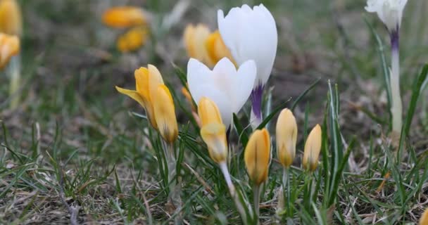 Crocus Flower Springtime Public Park Vilnius Lithuania Blooming Time — Stock Video