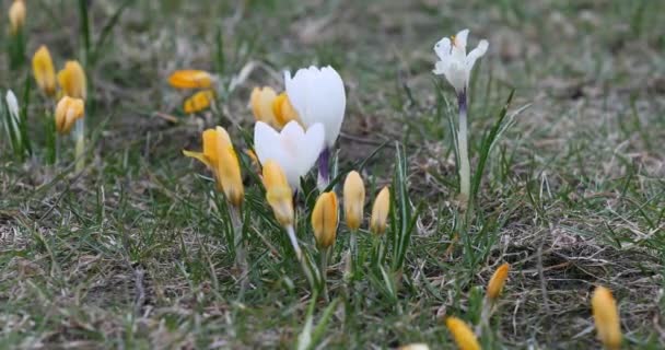 Crocus Flower Springtime Public Park Vilnius Lithuania Blooming Time — Stok video