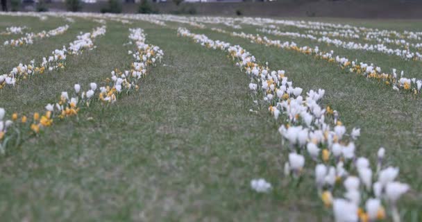Crocus Flower Springtime Public Park Vilnius Lithuania Blooming Time — Stock Video