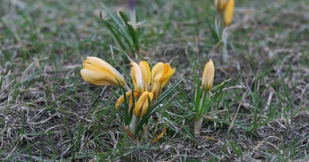 Crocus Flower Het Voorjaar Openbaar Park Vilnius Litouwen Bloeitijd — Stockvideo