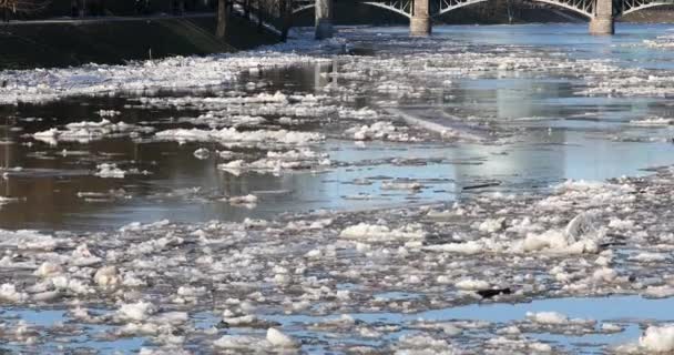 Ice Drift Vilnius Lithuania River Neris Ice Floes Float River — Vídeo de Stock