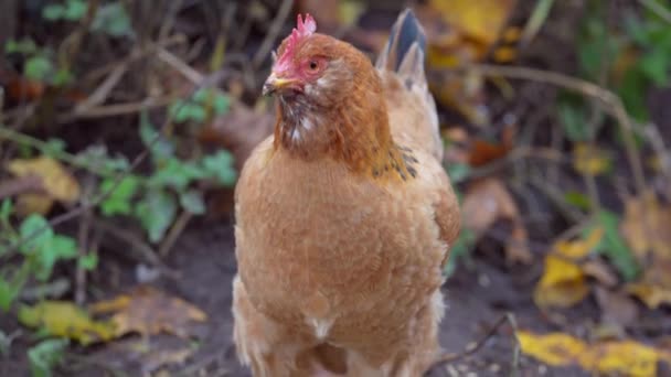 Free Range Chicken Enjoying Afternoon Chickens Traditional Free Range Poultry — Stockvideo