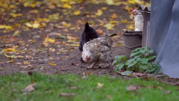 Free Range Chickens Enjoying Afternoon Eating Grain Chickens Traditional Free — Wideo stockowe