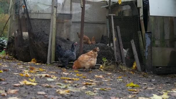 Free Range Chickens Enjoying Afternoon Eating Grain Chickens Traditional Free — Stockvideo