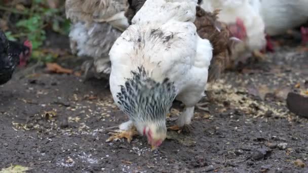 無料の範囲鶏午後を楽しんで穀物を食べる 伝統的な自由範囲の養鶏場で鶏 野の鶏の飼料の自由な範囲のグループ — ストック動画