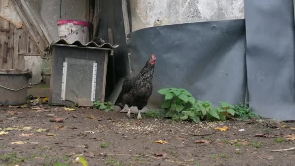 Free Range Chickens Enjoying Afternoon Eating Grain Chickens Traditional Free — Stockvideo