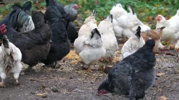 自由放养小鸡享受午后时光 吃谷物 鸡在传统的自由放养家禽农场 一群放养的小鸡在田野里觅食 — 图库视频影像