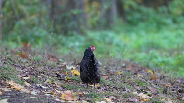 Lonely Free Range Chicken Enjoying Afternoon Chickens Traditional Free Range — Wideo stockowe