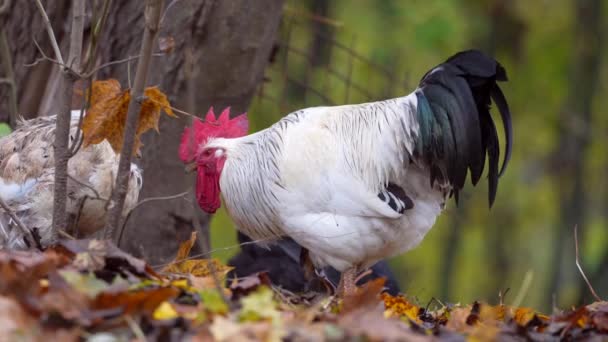 Ritratto Gallo Colorato Nella Fattoria Foglie Autunno Background Uccello Della — Video Stock