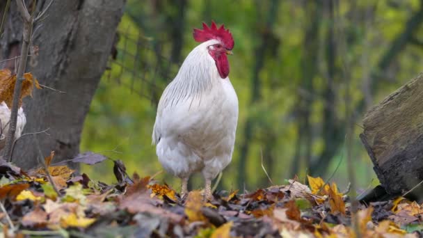 Portrait Colorful Rooster Farm Autumn Leaves Background Red Jungle Fowl — Stock Video