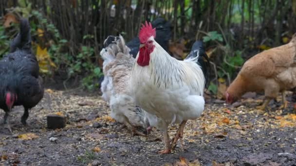 Portrét Barevného Kohouta Farmě Kuřata Popředí Rozmazané Pozadí Red Jungle — Stock video