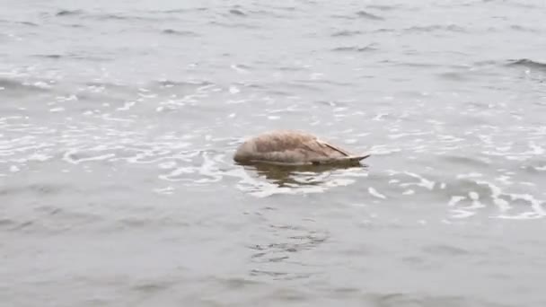 Молодий Сірий Лебідь Плаває Озері Їсть Їжу Пірнаючи Їжею Погляд — стокове відео