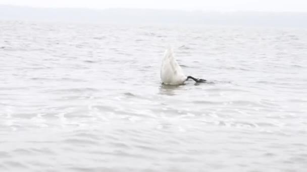 美丽的小白天鹅在湖中游泳 吃东西 潜水觅食 晚秋观 — 图库视频影像
