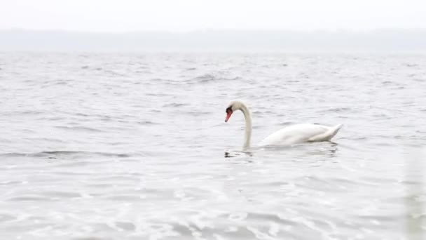 Beautiful Young White Swan Swimming Lake Eating Food Diving Food — ストック動画