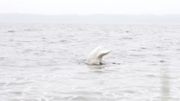 Beautiful Young White Swan Swimming Lake Eating Food Diving Food — Stock videók