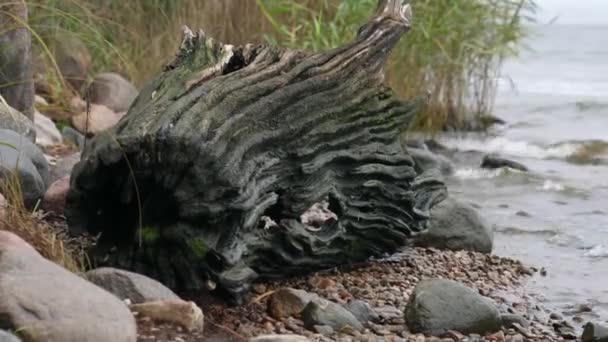 Part Old Log Lies Coast Lake Water Washed Wood Late — Stockvideo