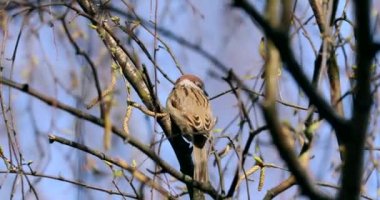 Home Sparrow Bird is Sitting on the Tree Branch. Bright Sunny Day