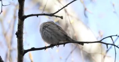 Home Sparrow Bird is Sitting on the Tree Branch. Bright Sunny Day