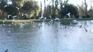 Families are Feeding Birds in Arundel, England. Swanbourne Lake and Sunlight. Very Popular Places, Sightseeing. United Kingdom