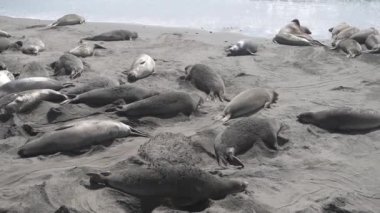 Elephant Seal Vista Point in California. Seals are lying on the sand and playing with sand. Point Piedras Blancas