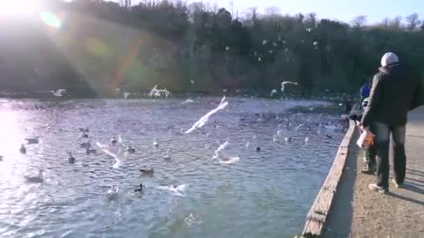 Des Enfants Nourrissent Des Oiseaux Arundel Angleterre Swanbourne Lake Sunlight — Video
