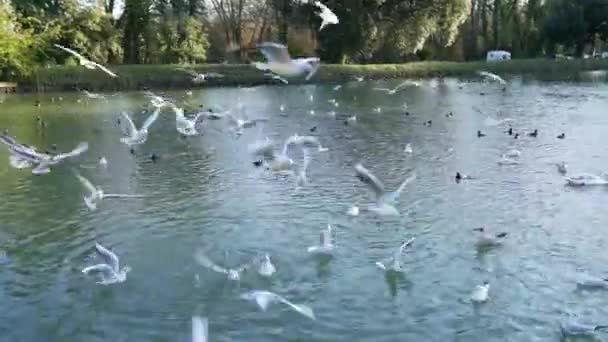 Családok Madarakat Etetnek Arundelben Angliában Swanbourne Lake Sunlight Nagyon Népszerű — Stock videók