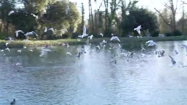Des Familles Nourrissent Des Oiseaux Arundel Angleterre Swanbourne Lake Sunlight — Video