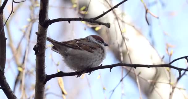 Thuis Sparrow Bird Zit Tree Branch Heldere Zonnige Dag — Stockvideo
