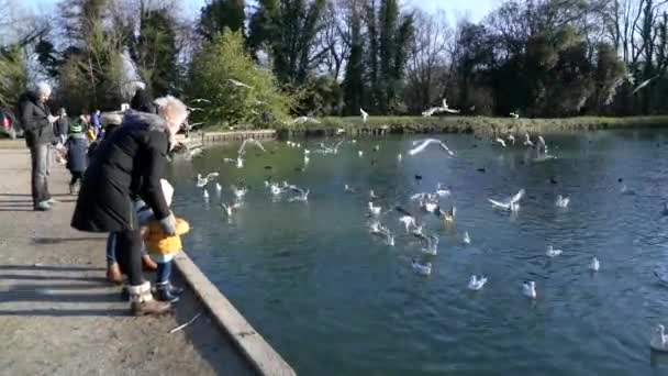 Des Familles Nourrissent Des Oiseaux Arundel Angleterre Swanbourne Lake Sunlight — Video