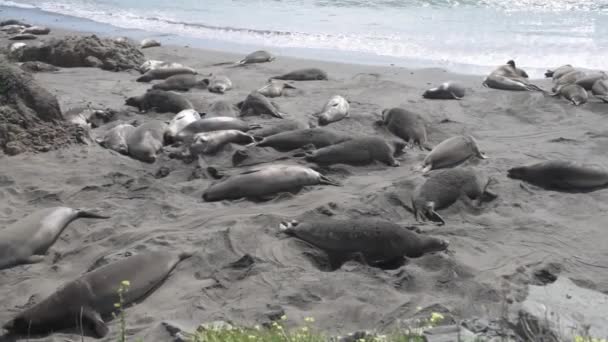 Elephant Seal Vista Point California United States West Coast Seals — Stock Video