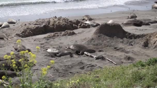 Elephant Seal Vista Point California Seals Lying Sand Playing Sand — Stock Video