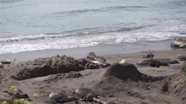 Слон Печатка Печатка Каліфорнії Тюлені Лежать Піску Бавляться Піском Пьєдрас — стокове відео